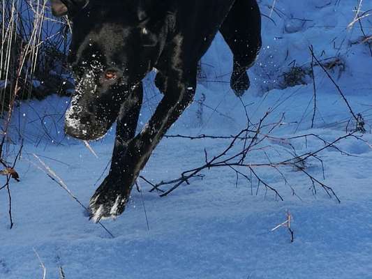 Die Dogorama Kalender Challenge Teil 3/4-Beitrag-Bild