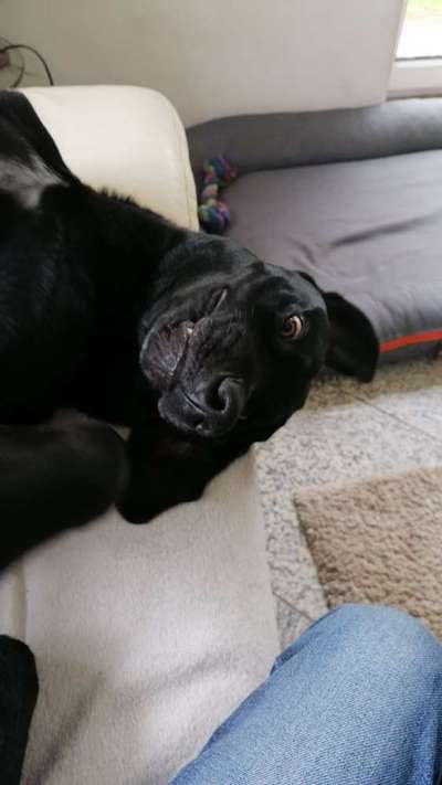 Immer der Nase nach - die schönsten Jagdhund-Bilder-Beitrag-Bild