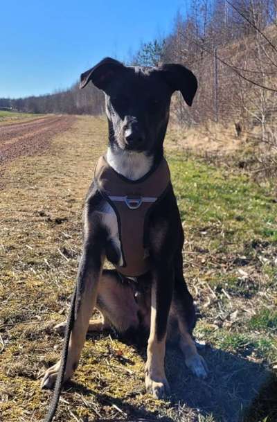 Auslandstierschutz-Beitrag-Bild