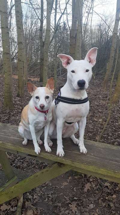 Hunderunde-Beitrag-Bild