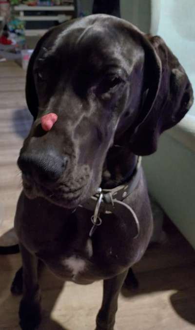 Deutsche Doggen Besitzer zeigt euch-Beitrag-Bild