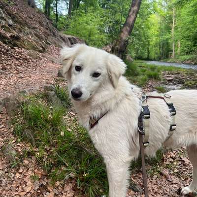 Hundetreffen-Gemeinsamer Spaziergang und Sozialkontakt-Bild