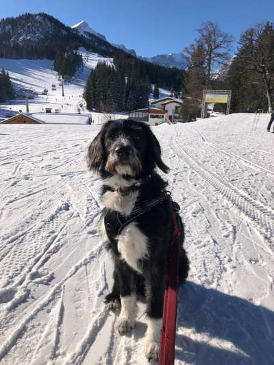 Wer hat alles einen Pudel mix-Beitrag-Bild