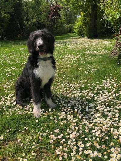 Appenzellerbesitzer gesucht!-Beitrag-Bild