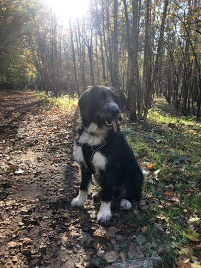 Hundetreffen-Gemeinsame Spaziergänge-Bild