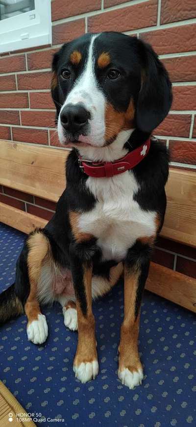 Schweizer Sennenhunde-Beitrag-Bild