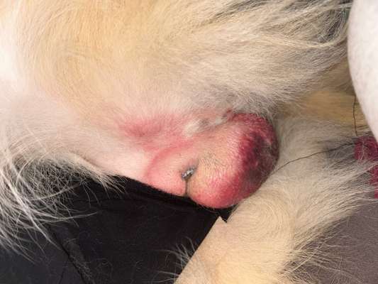 Kastrationswunde-Beitrag-Bild