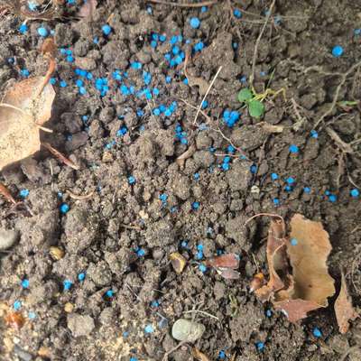 Giftköder-Blaue Körner-Bild