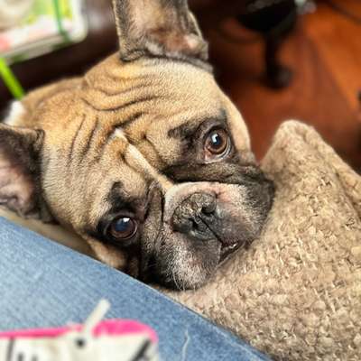 Hundetreffen-Frecher Frenchi ▼・ᴥ・▼ Bub sucht gerne gemeinsame GassiRunden & SpieleTreff シ-Bild