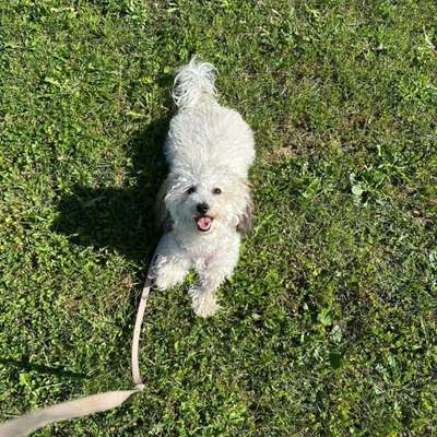 aktuelles Foto Gruppe Biete/suche Hundebetreuung