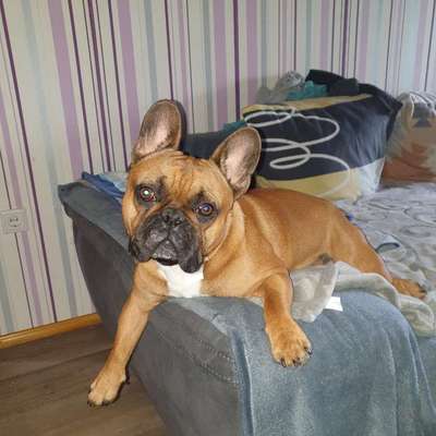 Hundetreffen-Spielen und toben mit Milo-Bild
