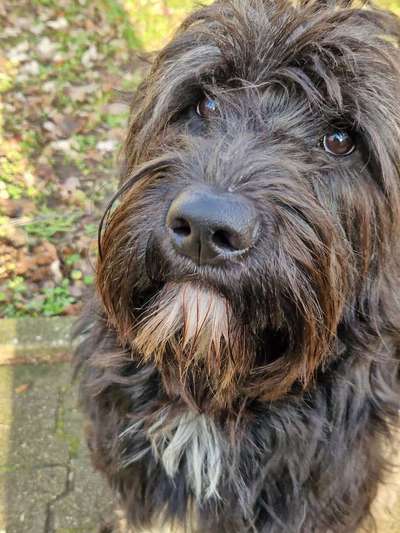 Dogorama Photo Challenge - Portrait-Beitrag-Bild