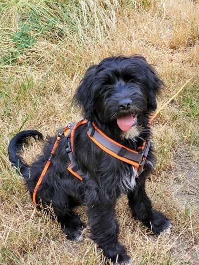 Wie groß waren eure welpen ?-Beitrag-Bild