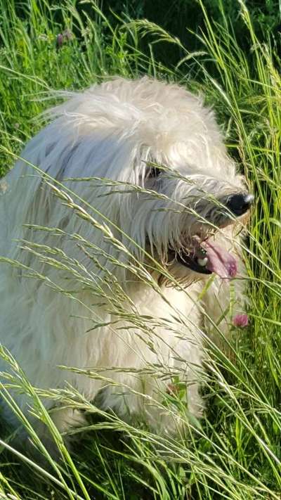 Dogorama Photo Challenge - Tierischer Urlaub-Beitrag-Bild