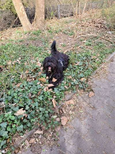 Mischlinge raten - Rätselspaß-Beitrag-Bild