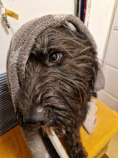 Die Augen Deines Hundes-Beitrag-Bild