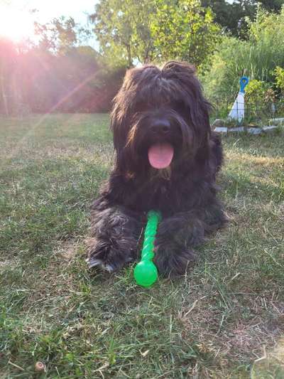 Labradoodle gesucht-Beitrag-Bild
