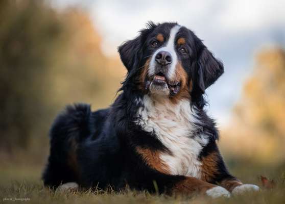 Foto's und Hundemodels-Beitrag-Bild