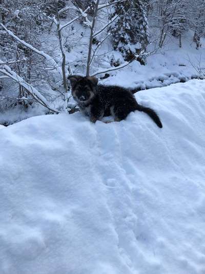 Welpen Bilder !-Beitrag-Bild