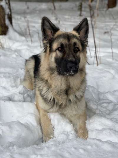 Zeigt mal die schönsten Bilder von euren Hunden !-Beitrag-Bild