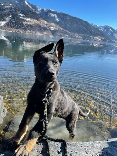 Welpen Bilder !-Beitrag-Bild