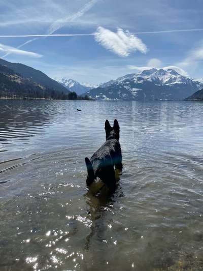 Challenge 23 : "  Euer Hund beim Frühlingserwachen "-Beitrag-Bild