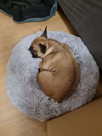 Hundetreffen-Suche Spielkameraden-Bild