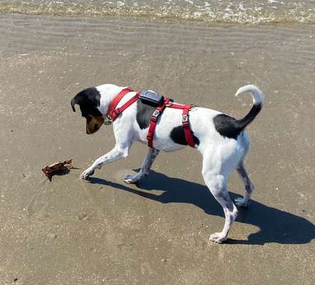 Ratonero Bodeguero Andaluz-Beitrag-Bild