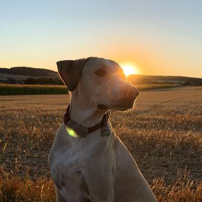 Hundetreffen-🐾 Spiel- und Gassifreunde gesucht! 🐾-Bild