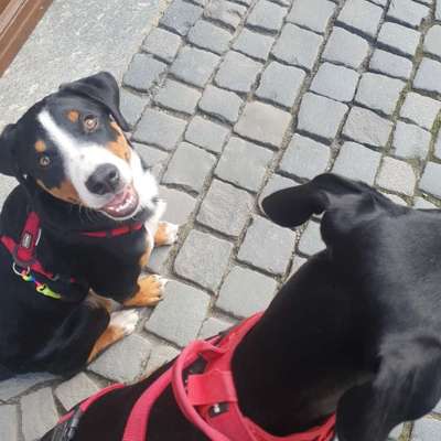 Hundetreffen-Meine Robin sucht Welpen zum kennenlernen-Bild