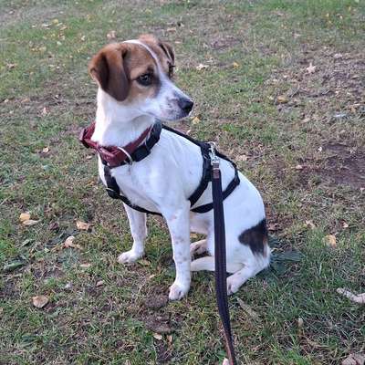 Hundetreffen-Wir suchen einen Souverän Begleithund der meiner Hündin draußenSicherheit geben kann-Bild