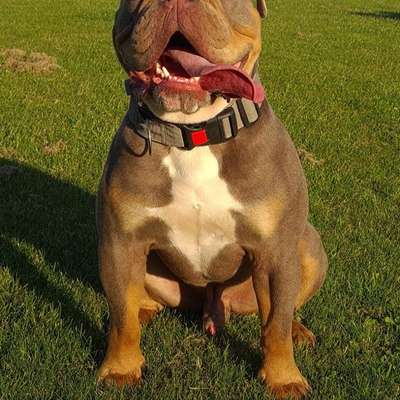 aktuelles Foto Gruppe Old English Bulldog