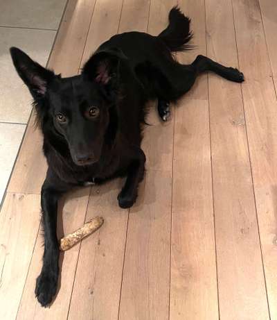 Mischlinge raten - Rätselspaß-Beitrag-Bild