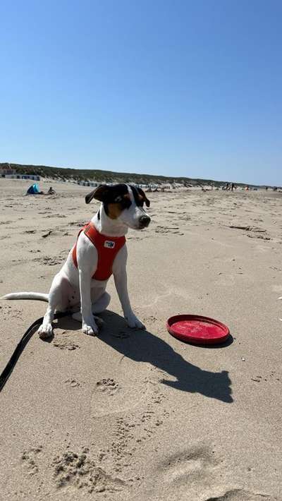 Hundetreffen-Junghund Treffen-Bild