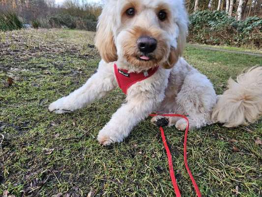 Hundetreffen-Junghunde mit Power-Bild