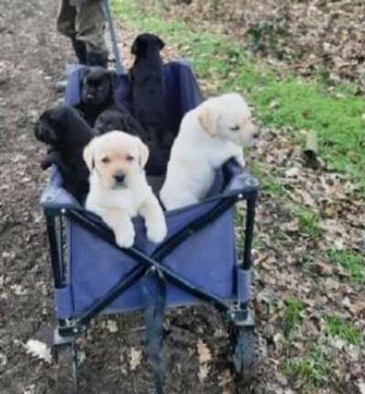 Wo sind die Golden Retriever Liebhaber?-Beitrag-Bild