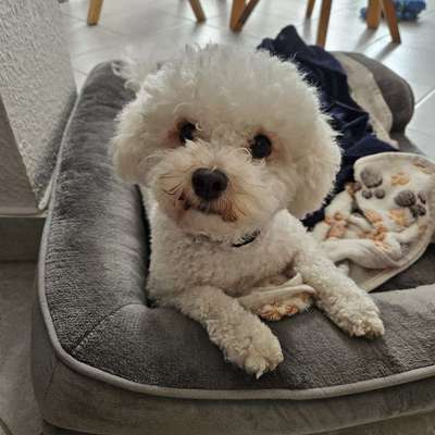 Hundetreffen-Spielen-Bild