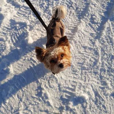Hundetreffen-Spieletreff/Gassitreff für kleine Hunde (bis 5kg)-Profilbild