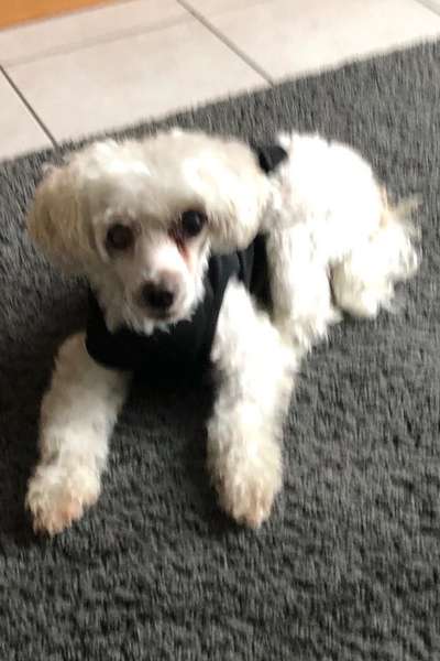 Wie heißt dein Hund?-Beitrag-Bild