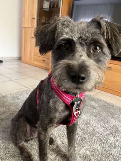 TierschutzhundeStammtisch🐕-Beitrag-Bild