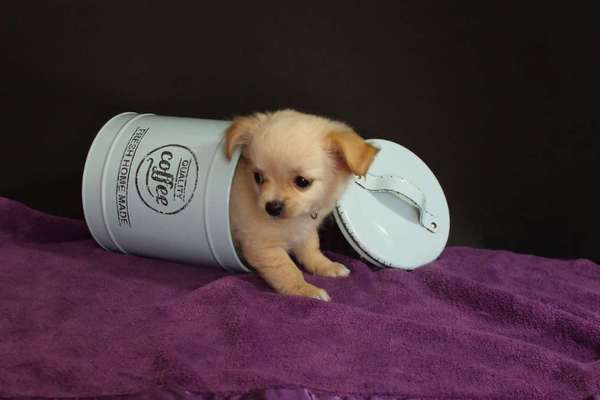 Dogorama Photo Challenge - Be my valentine-Beitrag-Bild