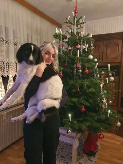 Dogorama Photo Challenge - Bescherung-Beitrag-Bild