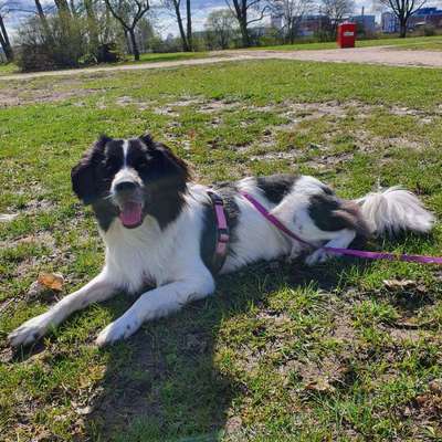 Hundetreffen-Spielkameraden gesucht 💕-Bild