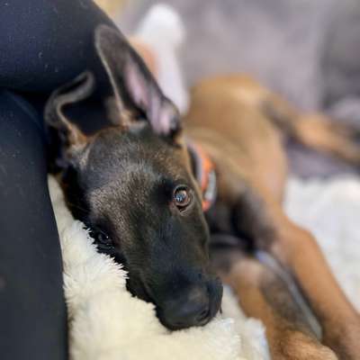 Hundetreffen-Welpentreffen Prenzlauer Berg-Bild