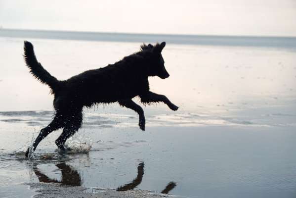 Dogorama-Monats-Challenge-Mai "Wasser"-Beitrag-Bild