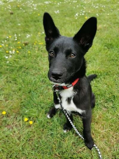 Aussiedors oder Leopard Labrador Gruppe-Beitrag-Bild