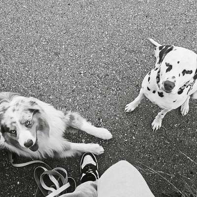 Hundetreffen-Welpen treffen