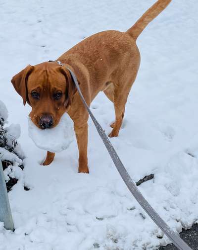 Hundetreffen-Gemeinsame Spazier- und Spielrunden-Bild