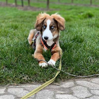 Hundetreffen-Junghund 7 Monate sucht Spielkameraden-Bild