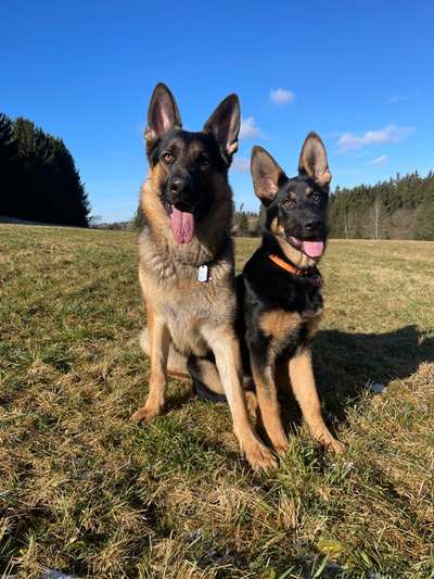 Alles rund um den Schäferhund, diskutieren erwünscht.-Beitrag-Bild